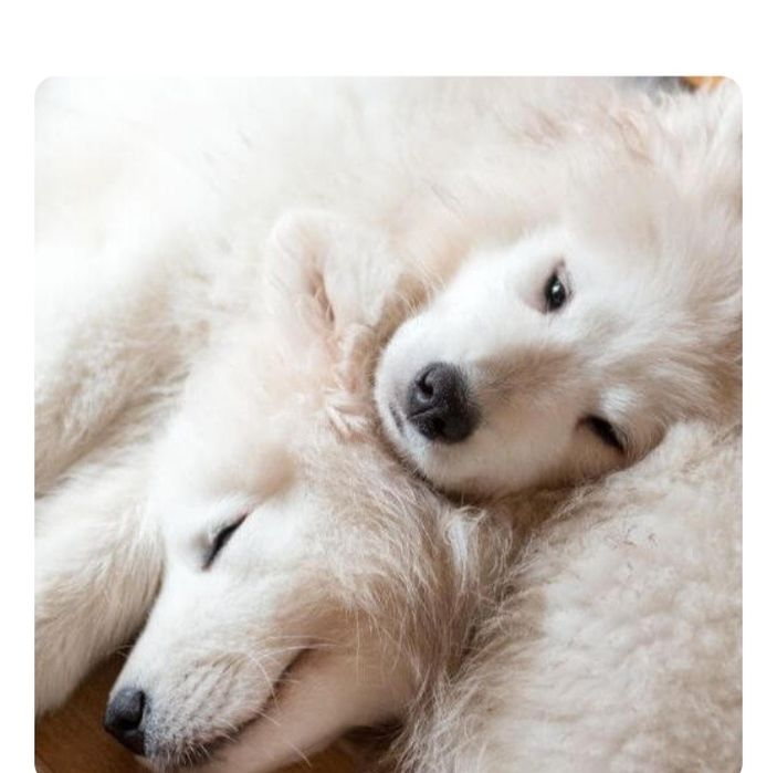 Samoyed iti sotiladi. Srochna. Sibiriskiy toza zot