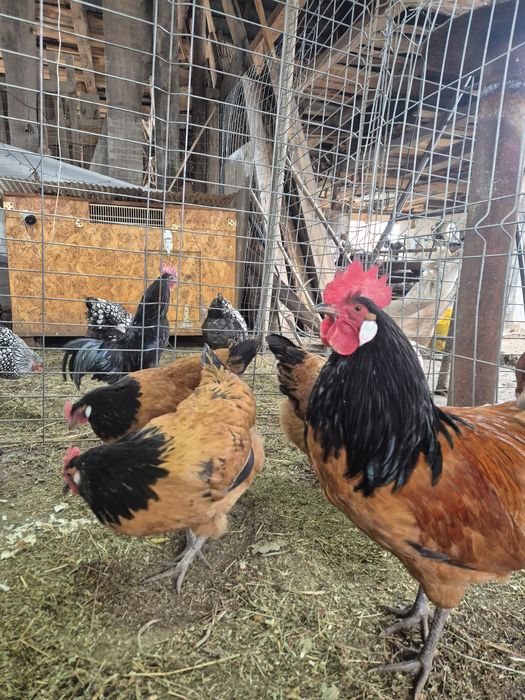 Ouă de incubat. Wyandotte, Ayam Cemani, Brahma, Araucana