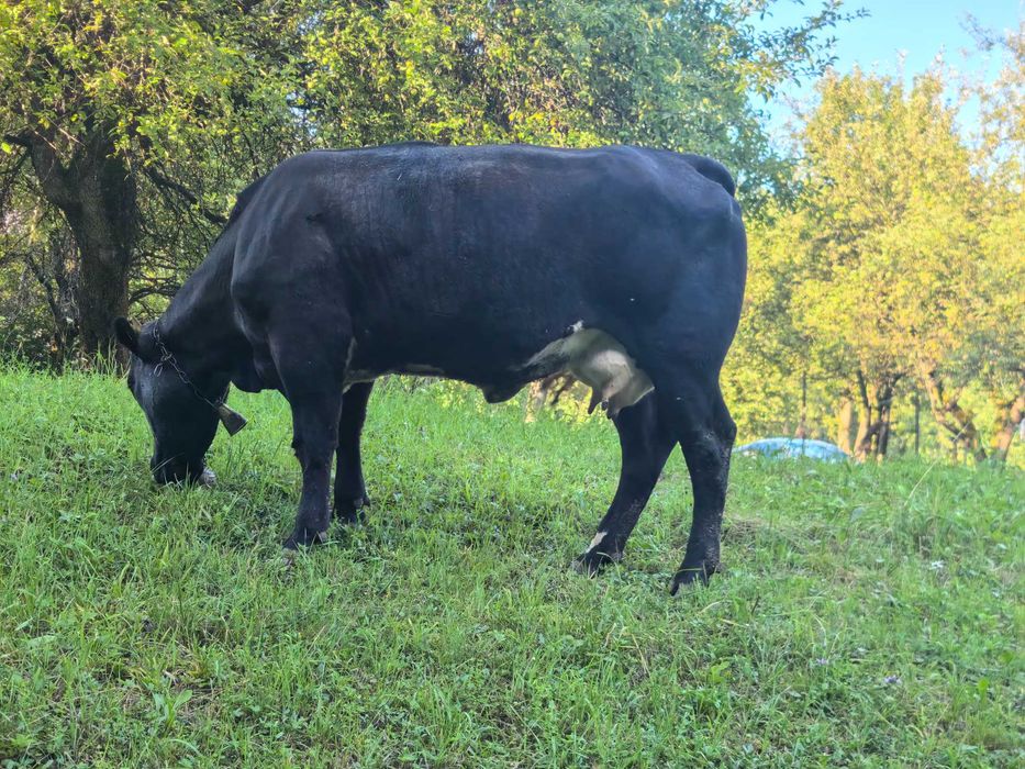 Vând vacă rasa angus