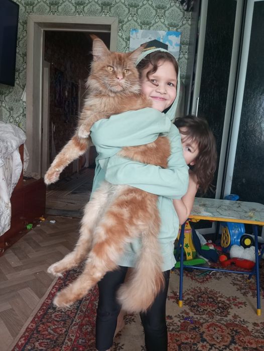 Продам кота мейнкун