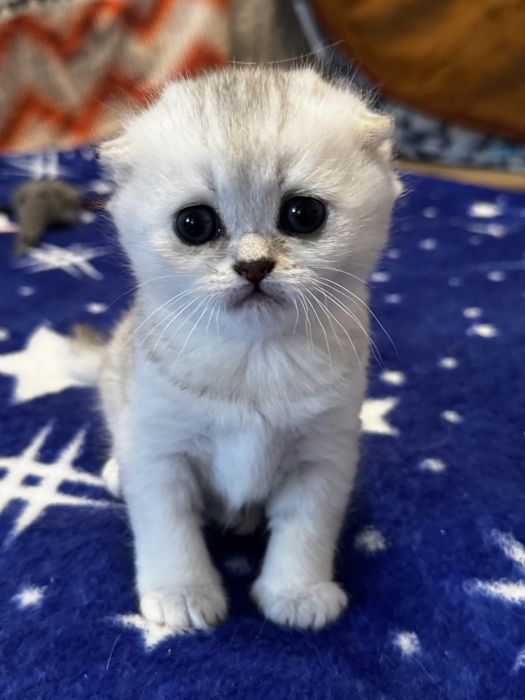 Pisica Scottish Fold
