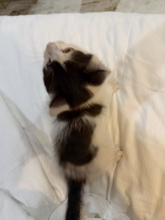 Отдам котенка в добрые руки