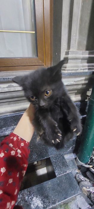 Отдаю котят БЕСПЛАТНО