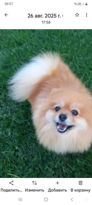 Пропал Шпиц село КазЦинк