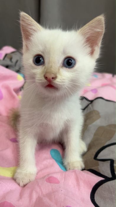 Котята в добрые руки и любящие сердца