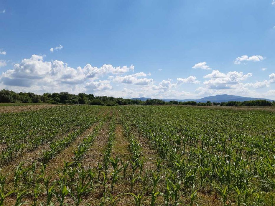 Teren agricol extravilan Podu Oltului la limita UAT Harman si UAT Prejmer (Lunca Calnicului) 2 euro mp