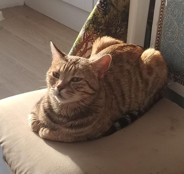 Взрослая кошка мышеловка