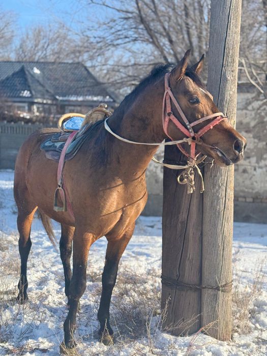 Продам лошадь срочно