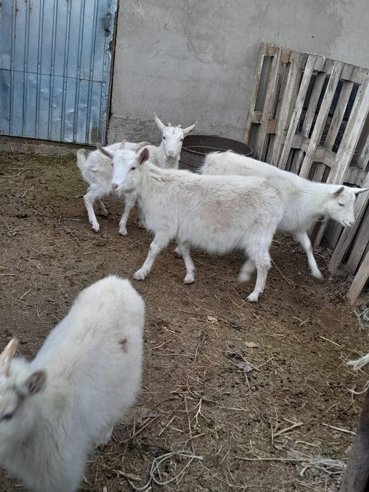 Ұрғашы тушалар сатылады