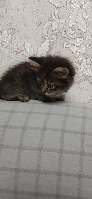 Котята отдам бесплатно