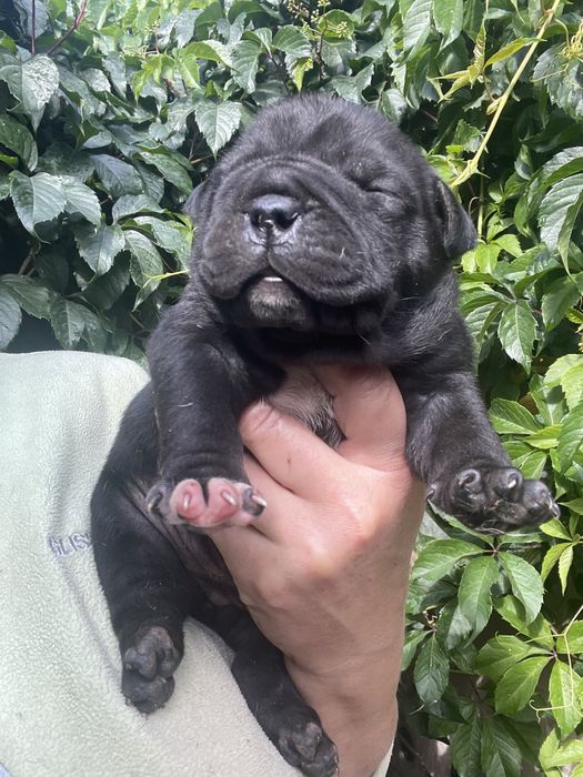 Американский булли щенки