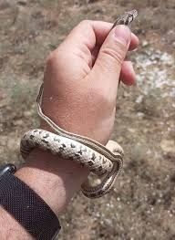 Дезинфекция. змей змея и скарпионов