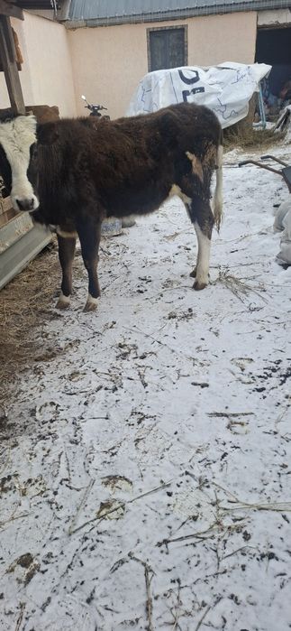 Телочка,Телка,тана,ургашы,корова