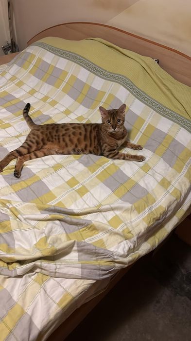 Pisicuta bengaleza cauta motanel pentru monta