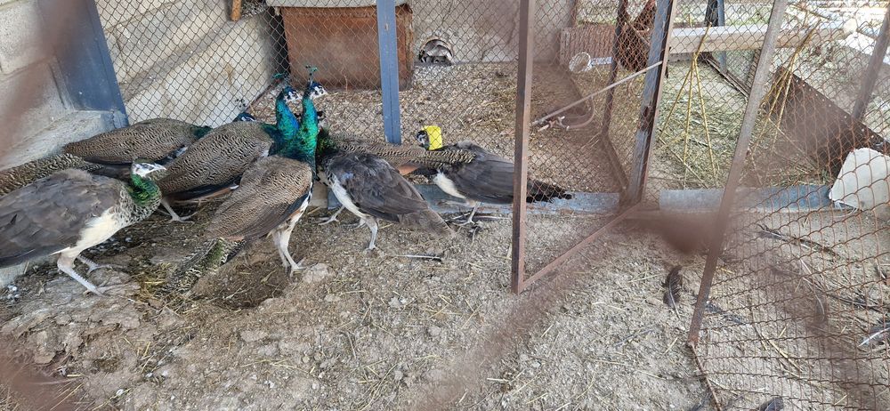 Продам индийских павлинов