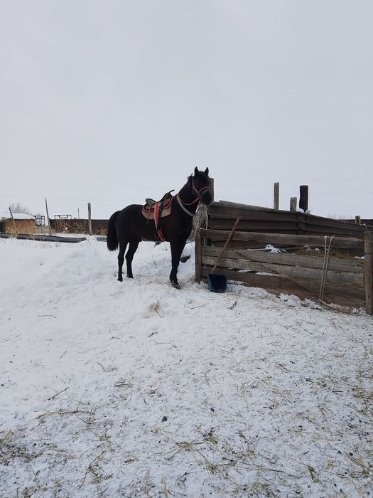 Продам жеребца 4 года