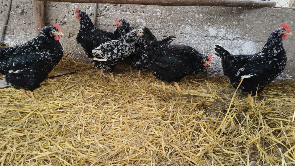 Pita Pinta  Disponibile