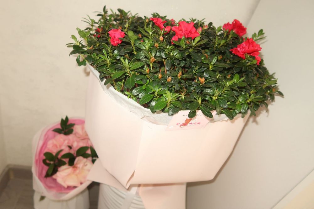 Азалия цветы. Красивые