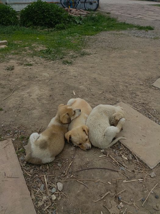 Щенки в добрые руки!