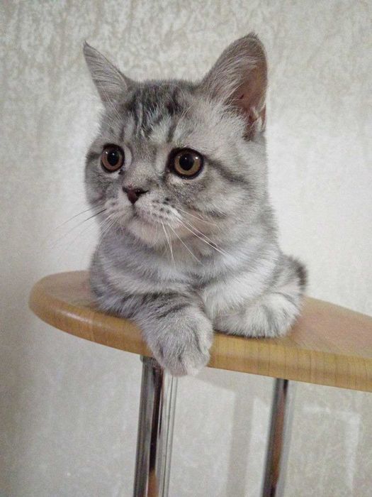 Продаётся породистый котик