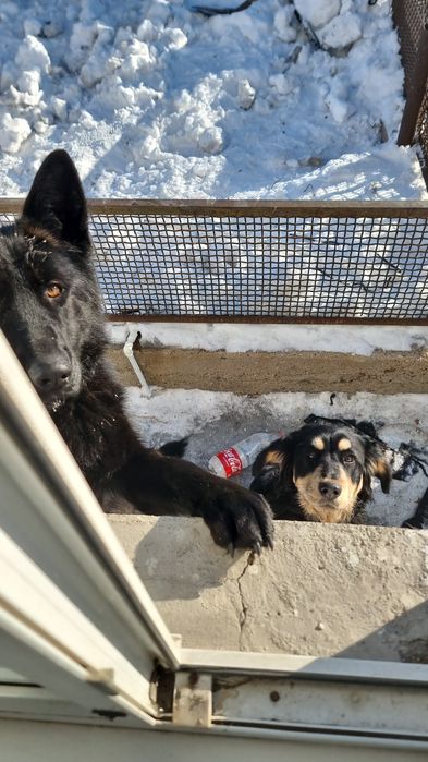 Отдам немецкую овчарку