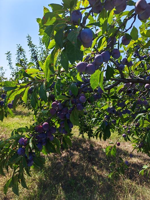 Vand prune pentru tuica