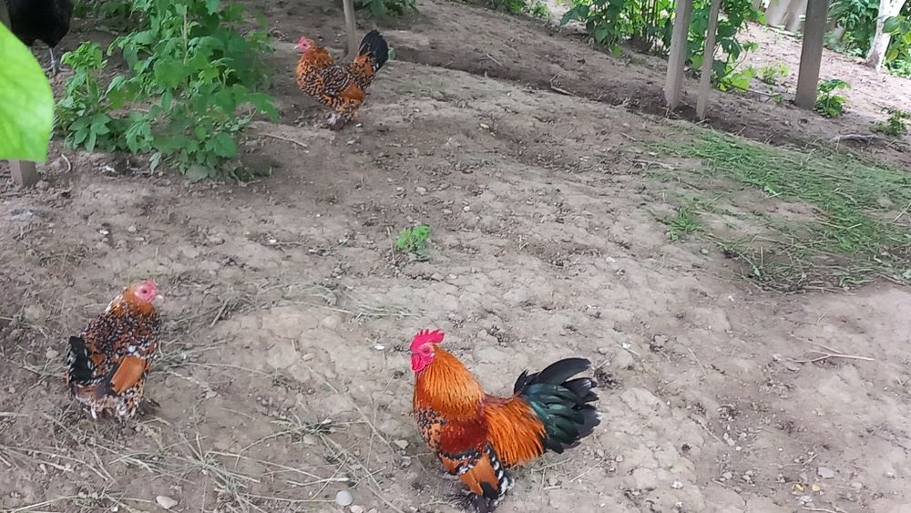 Pui de gaina rasa mii de flori