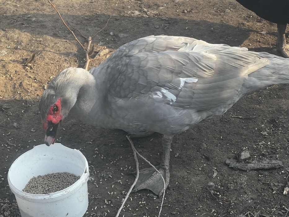 Селезень индоутки племенной