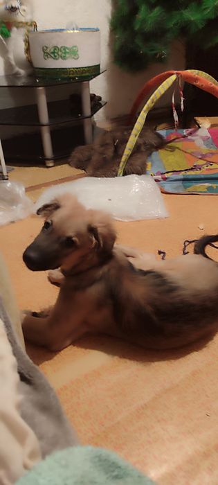 Отдам щенка даром