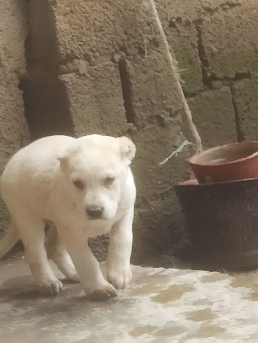 Alabay toza qon 2 ta