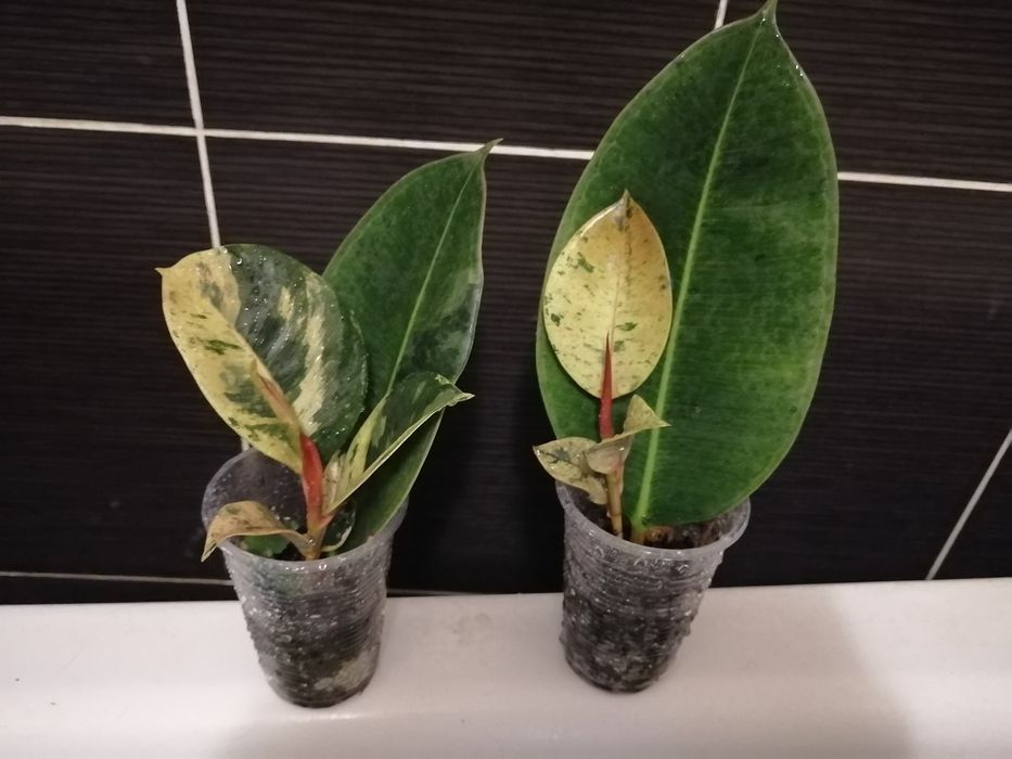 Продаю фикус Шривериана