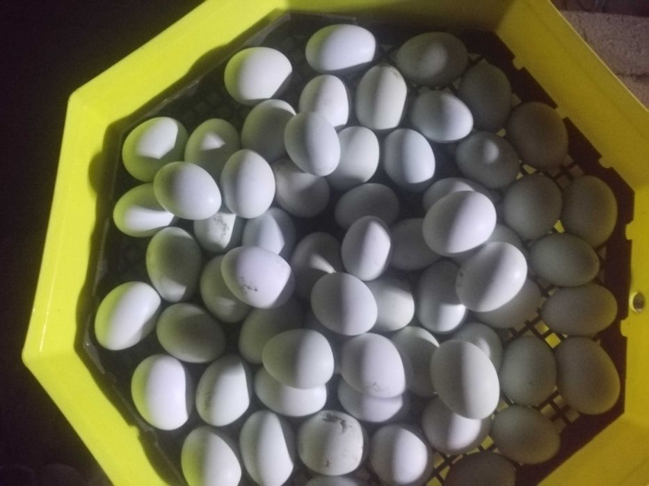 Ouă araucana pentru incubat