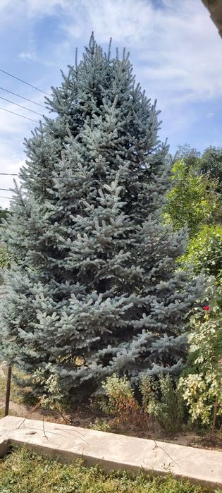 Голубая ель есть в продаже