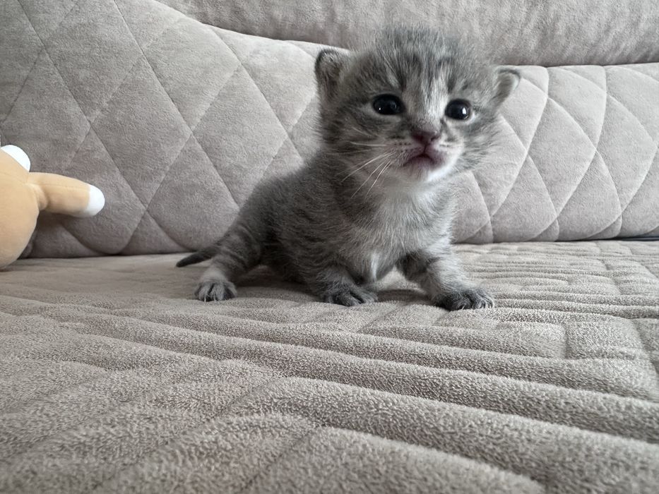 Отдам кошку и котенка