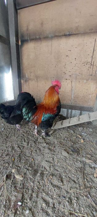 Familie Marans 4+1