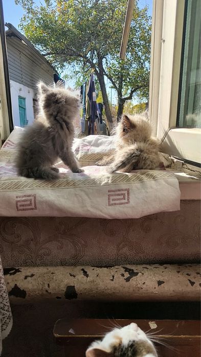 Отдам котят три мальчика