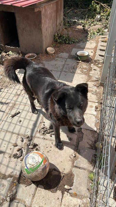 Adoptie caine de curte