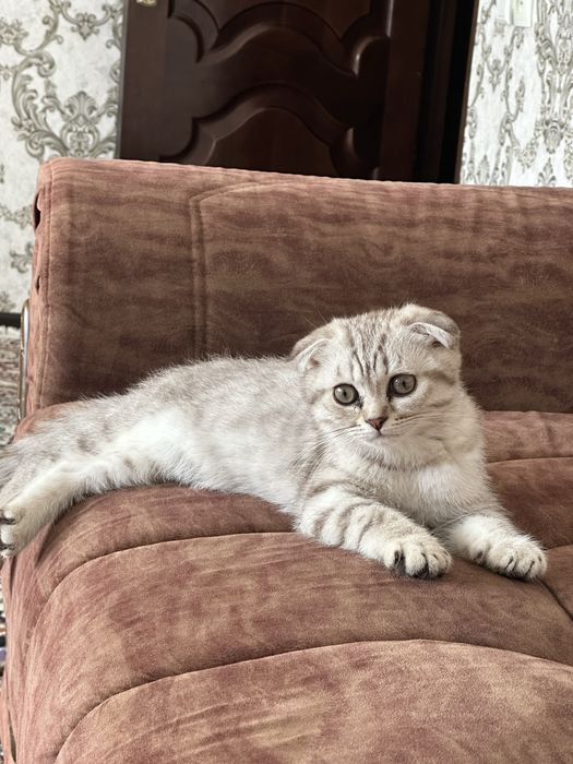 Sotiladi: Scottish Fold  mushukcha