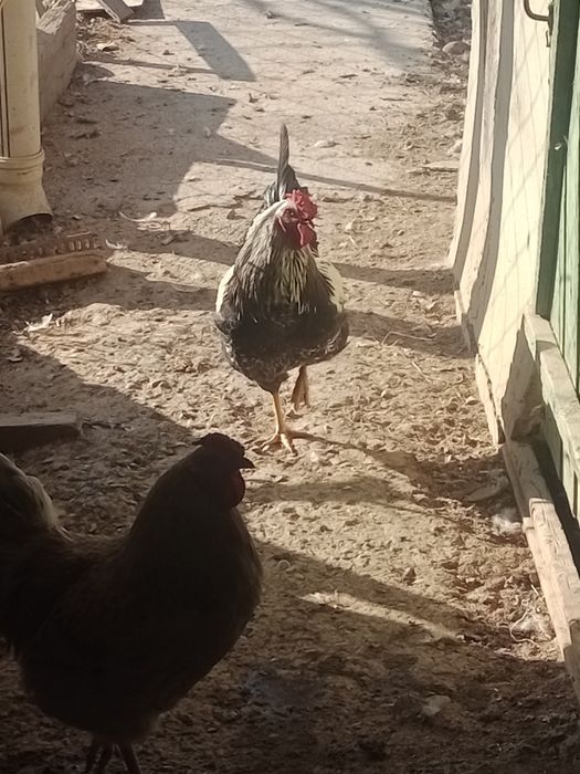 Қораз сатылады 3шт