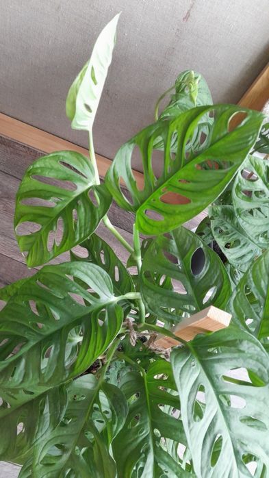 Монстера Адансона