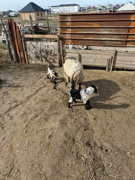 Сүтті ешкі лағымен