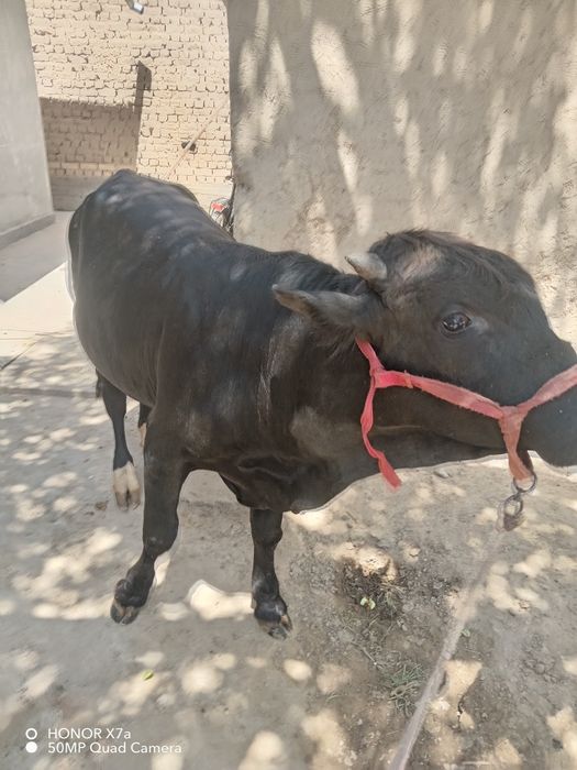 Buqacha sotiladi