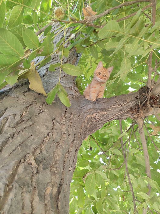 Котята,  в добрые руки,  и в теплый дом.