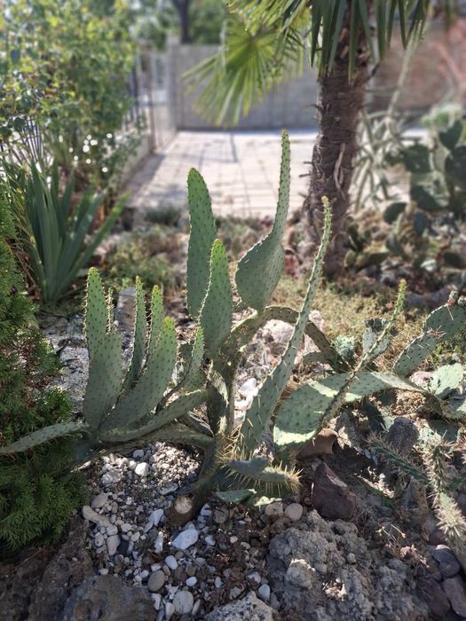 Кактуси-различни видове студеноустойчиви