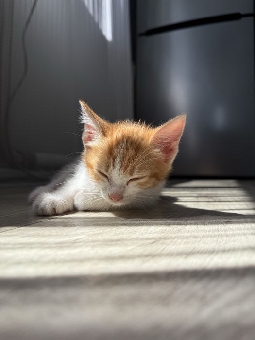 Котенок рыжий.