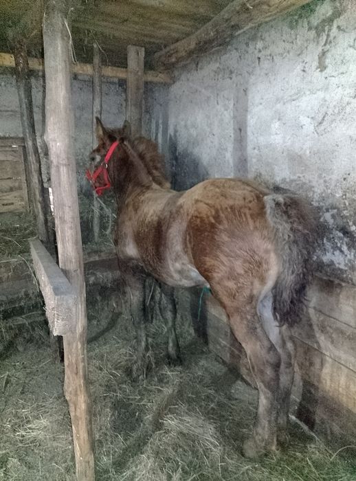 Mânz de 3 luni jumate de vânzare