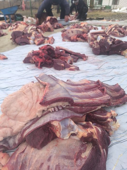 Соғым ет жылқы еті