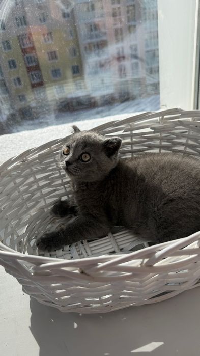 Котенок шотландский