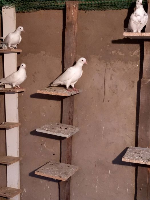 Голубей. Ооиптртригго