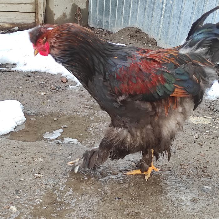 Майские молодые петухи